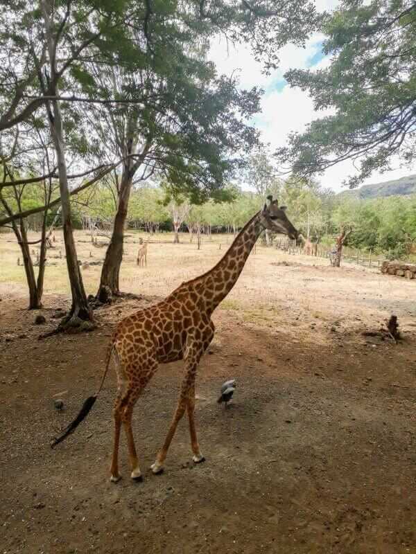 Giraffe at Casela World of Adventure Mauritius