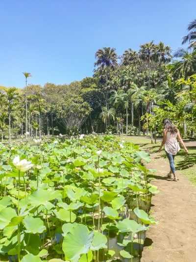 woman wandering around the SSR Botanic Gardens in Mauritius