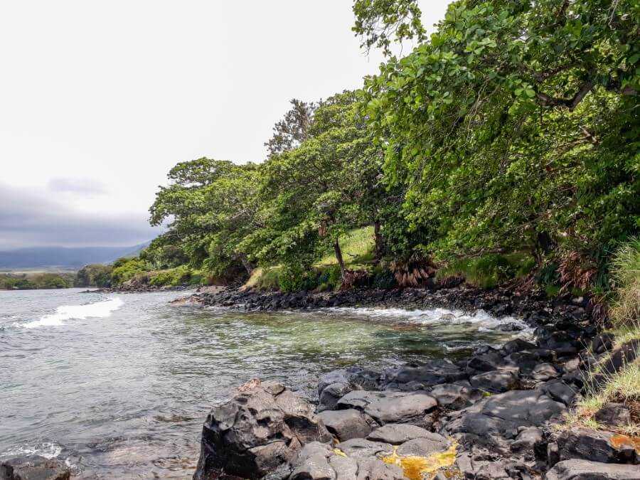 Trees along the beach at Telfair Garden in Souillac