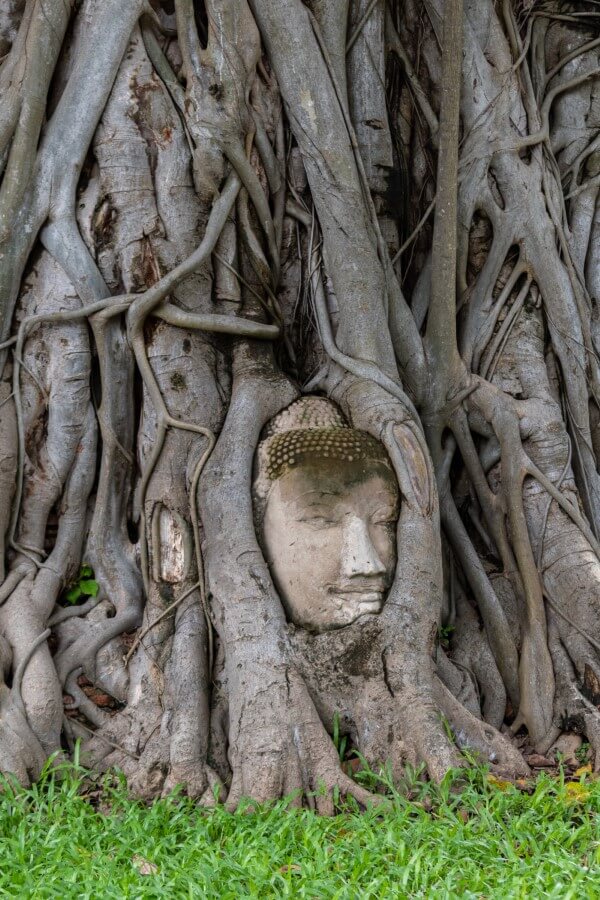 a stone buddha head entwined between the roots of a tree at Wat Mahathat