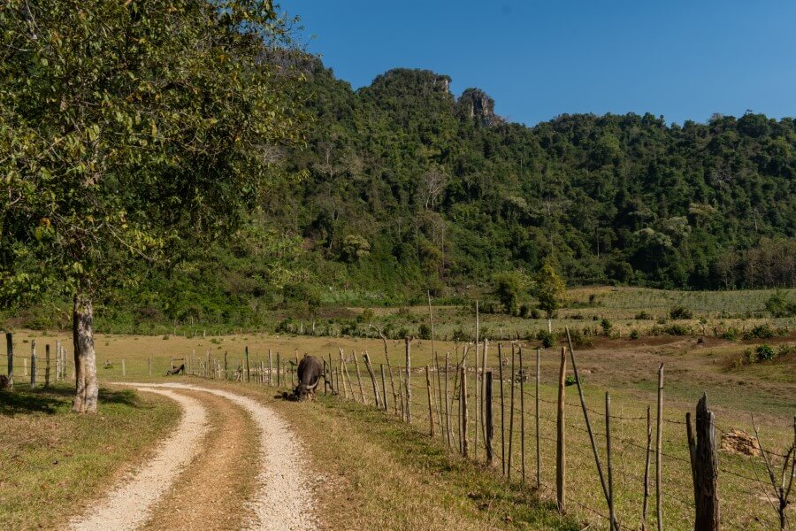 a buffalo along a dirt track leading to pha gnern silver cliff