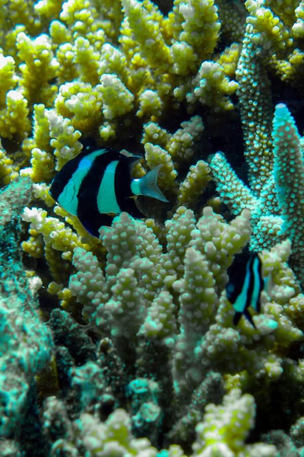 a white and black striped swimming among coral reefs