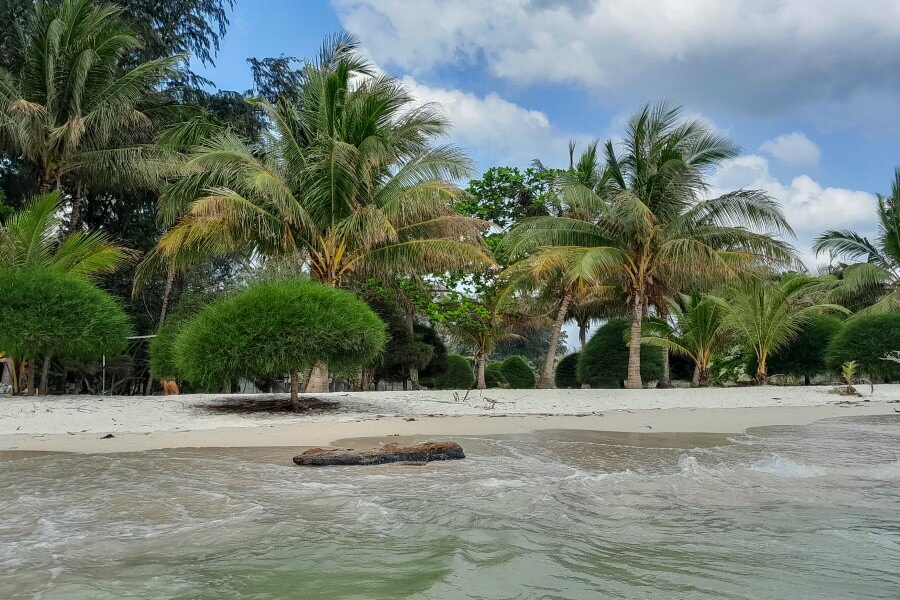 coconut trees on a white sand beach