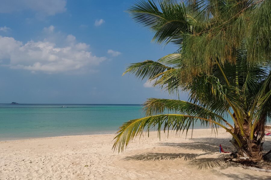 a small coconut tree on a white sand beach 