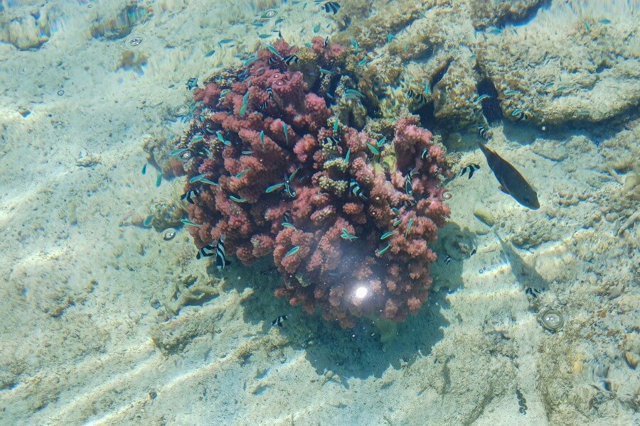 fish swimming around a pink coral at blue bay